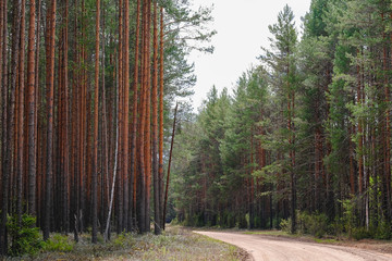 road in the forest