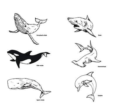 set of fish,whales,sharks and dolphins 