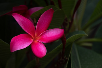 Close up of frangipani flower with leaves