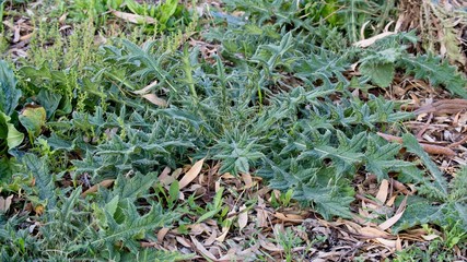 Large Bull Thistle at Mulwala Australia