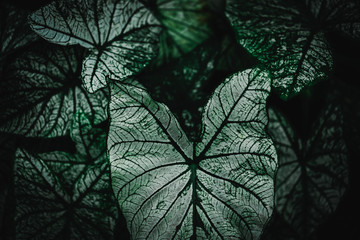 Fototapeta premium Selective focus closed up tropical summer green leaf dark tone background