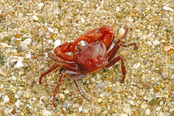 Red crab on the beach. Selective focus