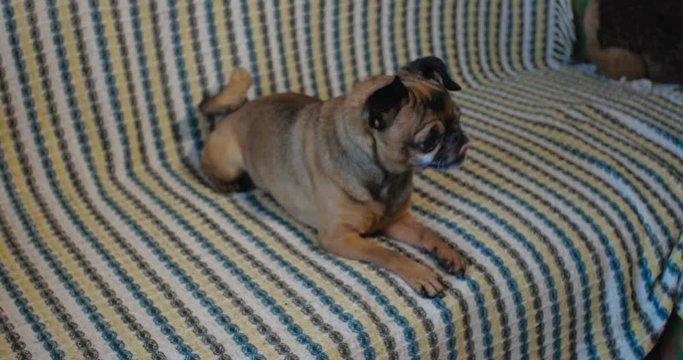 Small gray dog of the Griffon breed at home on the sofa covered with a colored bedspread. Slow motion 50 fps.