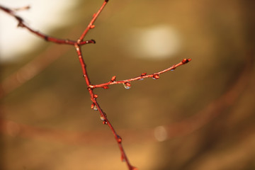 Close-up of a drop of water in the morning after a rain. Blurred Background & Textures