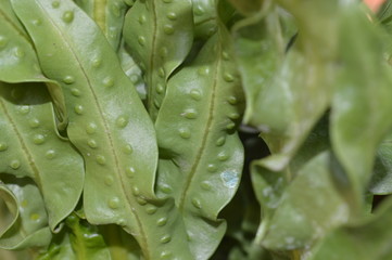 The surface pattern of green leaves with large leaves