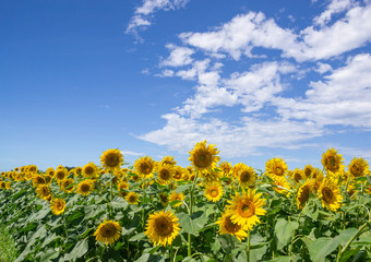 青空とひまわり畑