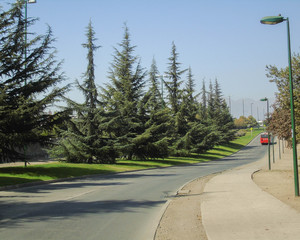 ruta de pinos