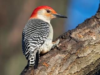 Red-bellied Woodpecker Scaling a Tree