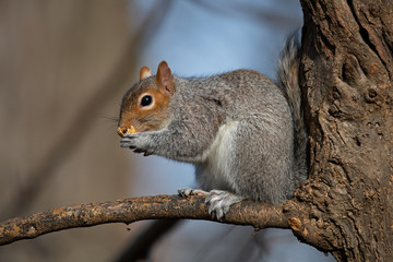 Naklejka na ściany i meble Eastern Gray Squirrel Eating a Peanut