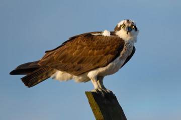 Osprey Standing on a Wooden Post