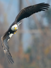 Bald Eagle in Flight with Fish