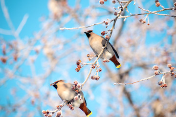 two woodland whistling birds perch on frozen winter branches in the blue sky