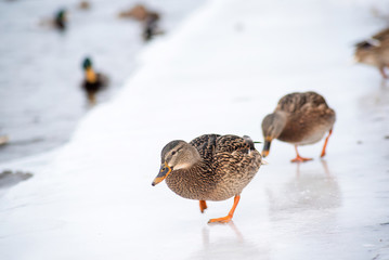two large wild Mallard duck coming in single file one after the other on the frozen shore ice in winter. Wintering of wild ducks