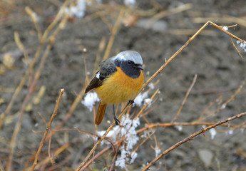 Daurian redstart or Common redstart bird perches on the branch with snow. Adult male bird. Spring, southeastern Russia.
