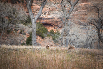 Zion Nationalpark