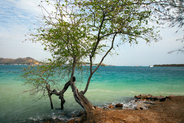 Beautiful tropical Thailand island panoramic with beach, white sea and coconut palms for holiday vacation background concept