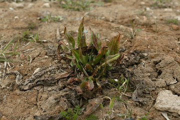 green sprout in the ground
