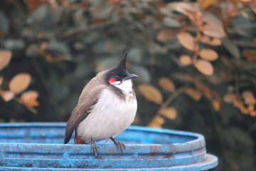bird on a wire