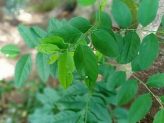Fototapeta na wymiar green leaves in a garden