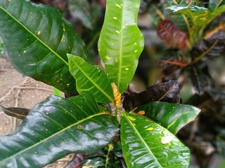 dragonfly on leaf