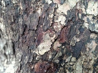 bark of a tree