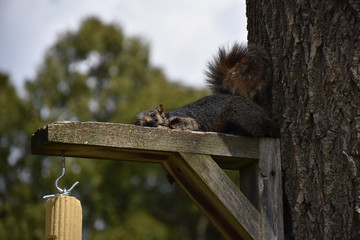 Squirrel being Stealth