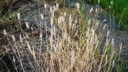 Dry grass in a field