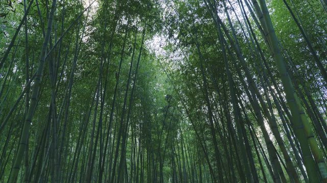 Scenery of a majestic bamboo forest in Arashiyama, Kyoto