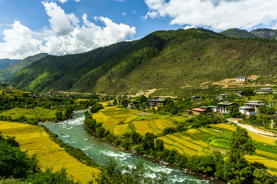 beautiful paddy fields in bhutan paro kingdom during october