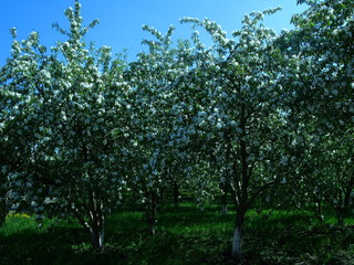 Fototapeta na wymiar morning blooming apple orchard
