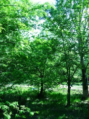 Obraz premium summer city park, lots of greenery