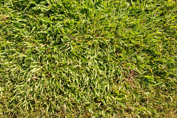 green grass texture