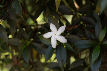 white flowers of a tree