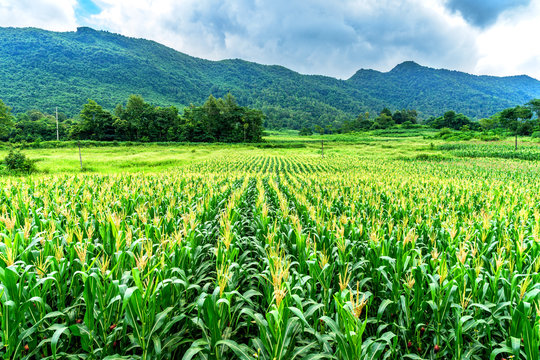 The corn field in Cao Bang province, Vietnam.