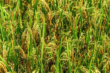 Rice and rice field in Trung Khanh, Cao Bang, Vietnam. Landscape of area Trung Khanh, Cao