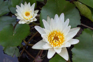 white lotus flower