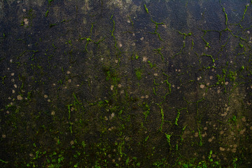 Green moss on concrete wall - background
