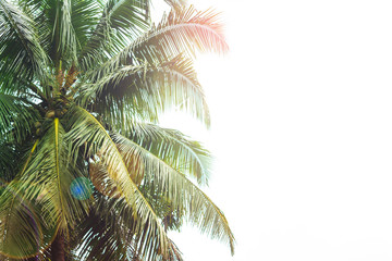 Tropical coconut palm tree on sunlight