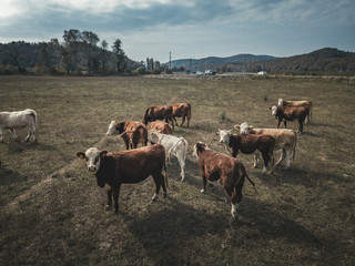 cows grazing in a field