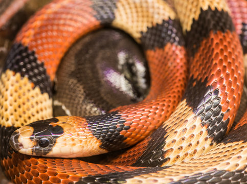 Red Milk Snake