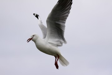 a seagull in mid-flight