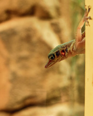 Lizard on the wall