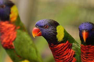 Australian rainbow lorikeets