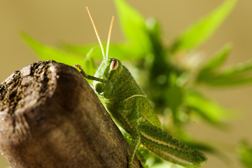 green grasshopper the symbol of luck