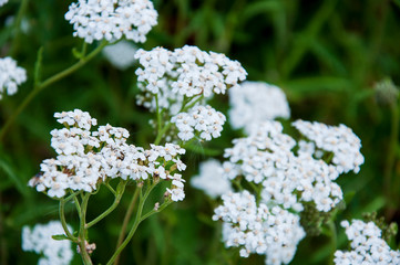 Milfoil flower of white color in the summer field