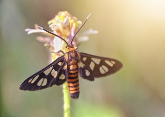 Hübner's Wasp Moth (Amata huebneri) - Little butterfly above the flower, Skipper above the flower