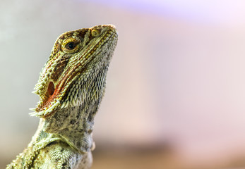 Lizard between leaves