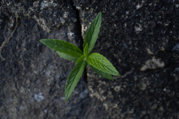 young plant in the ground