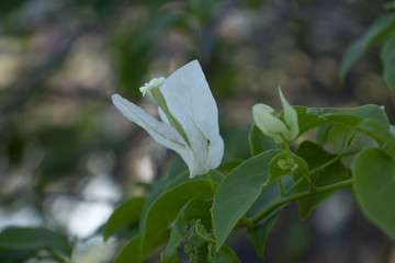 white butterfly on a flower