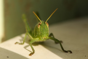 green grasshopper the symbol of luck